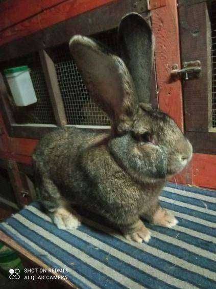 Królik BOS Belgijski Olbrzym Szary