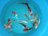 Carpas koi ( 15cm+/-)