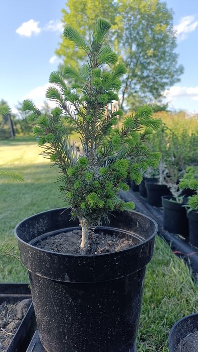 Sadzonki Świerka w donicy oraz bez donicy, choinki