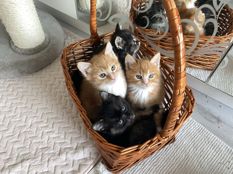 Коти безплатно! Котята gatito