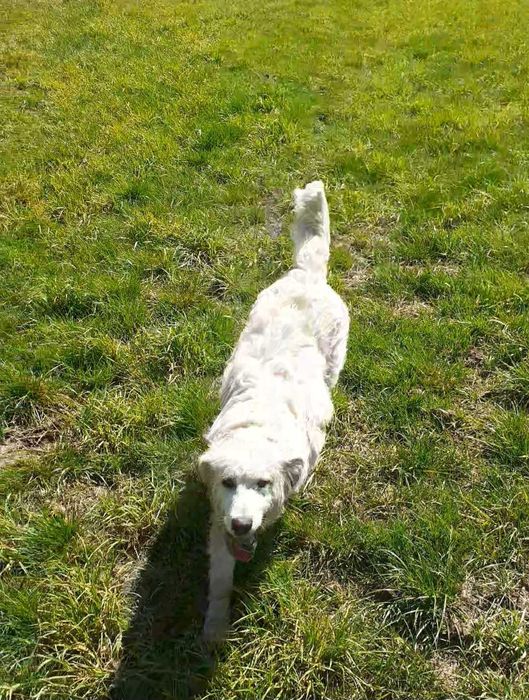 Oddam owczarka podhalańskiego w dobre rece