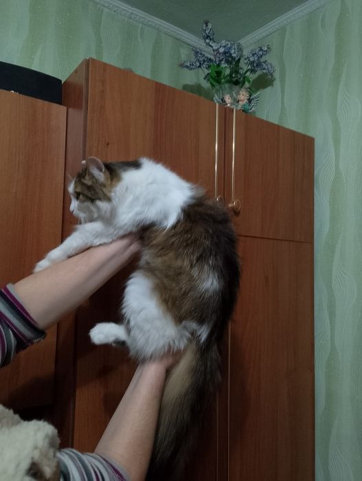 Кошка,котик сибирский,пушистый.