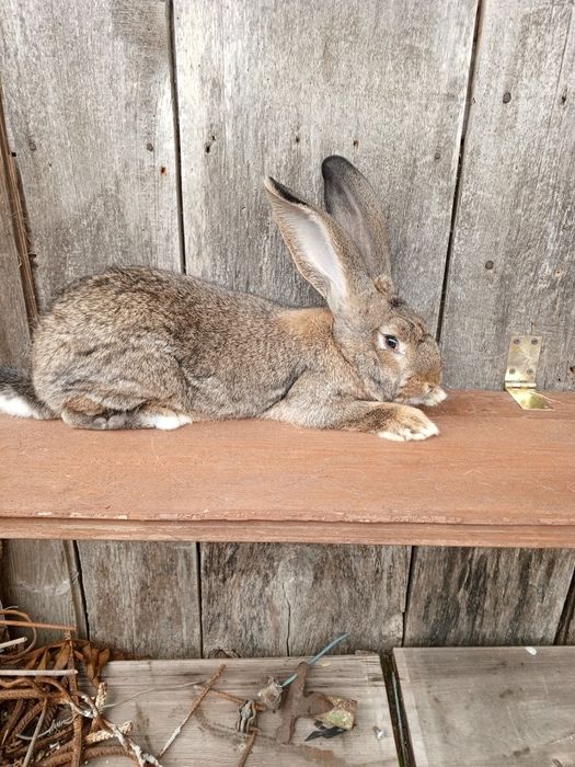 Sprzedam Samca Belga