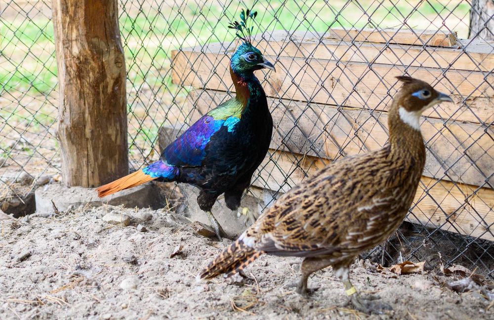 sprzedam bażanty olśniaka H, Kurę i koguta