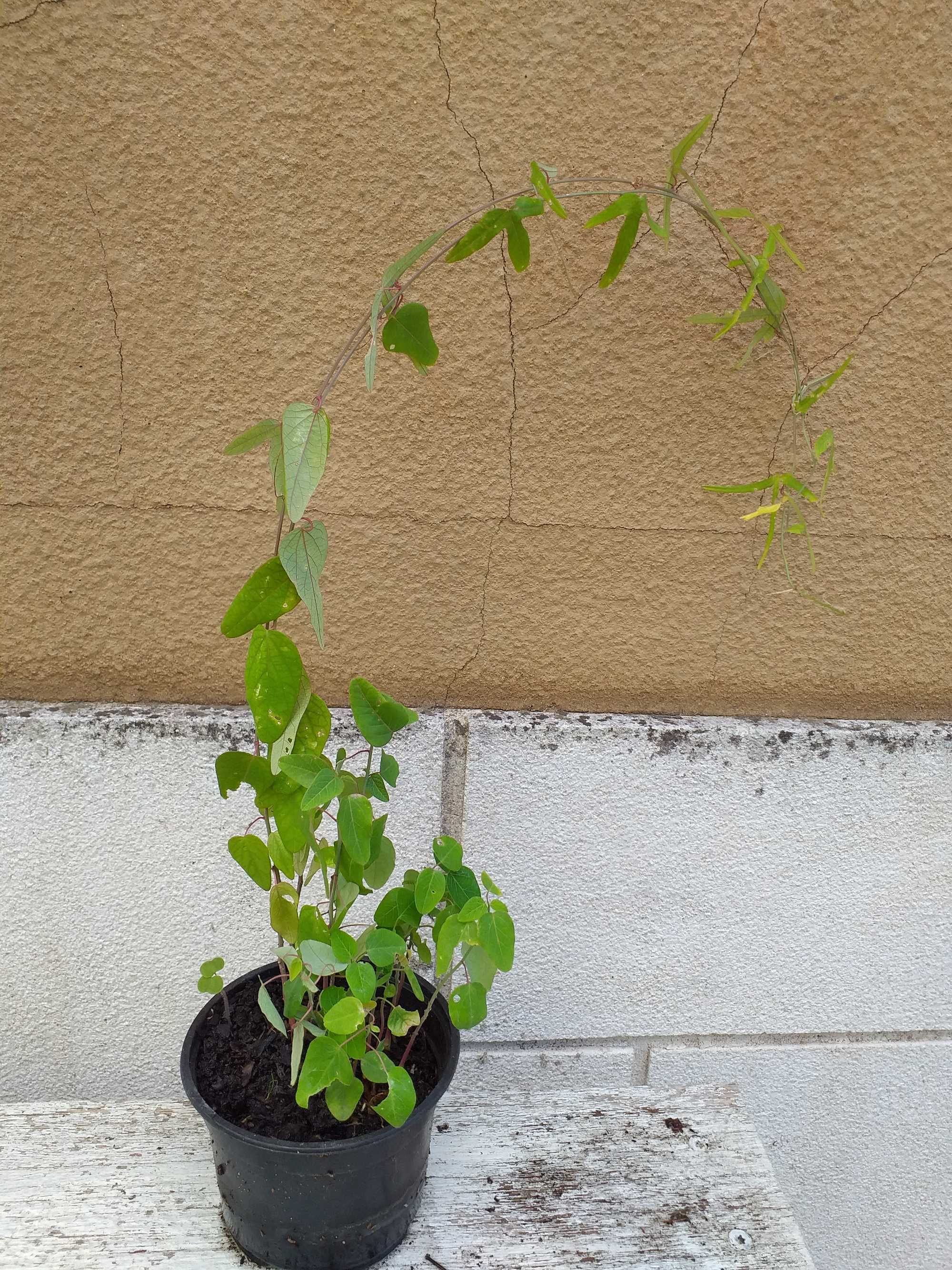 Plantas Passiflora caerulea em vaso