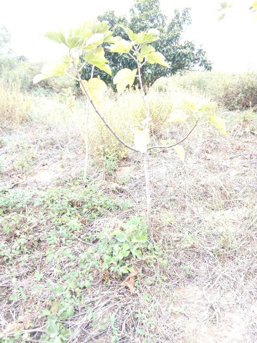 figueira e nespereira