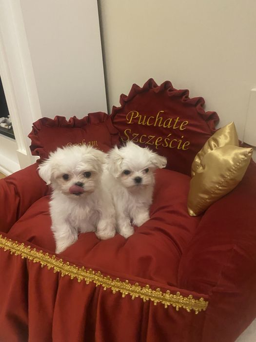 Maltańczyk, Maltańczyki, szczeniak, urocza maleńka suczka,