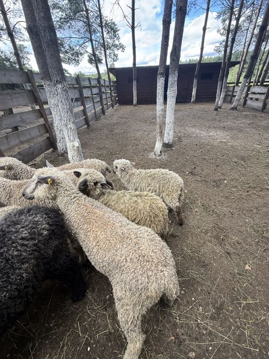 Owieczka Wensleydale