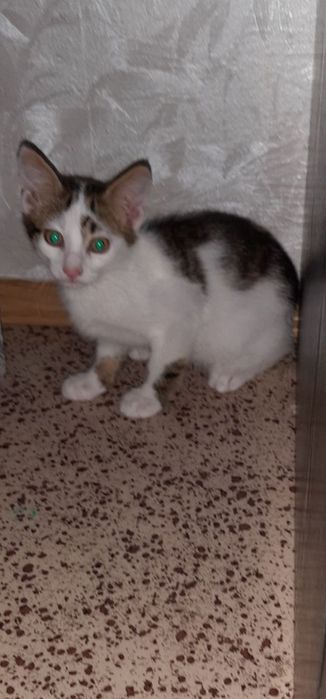 Котенок мальчик бесплатно. Кот. Котята. Котик даром