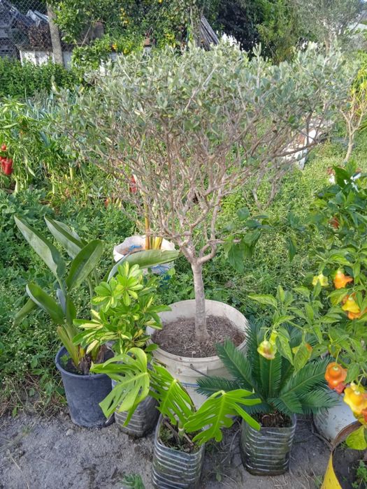 Vendo oliveira bonita para jardim ou em vaso grande