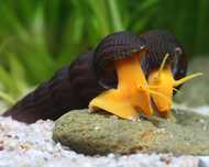 Tylomelania orange