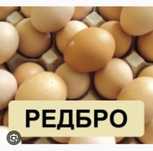 Редбро Інкубаційні яйця
