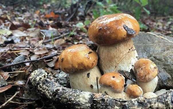 Зерновой живой свежий мицелий Белых грибов