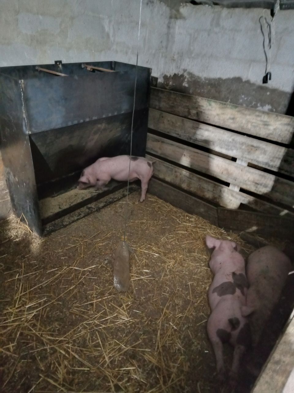 Кормушка бункер для свиней 1 сторонняя, 2 сторонняя