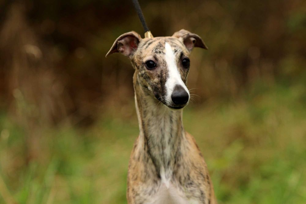 Whippet Chart angielski ZKwP/FCI cudowna sunia BELLA