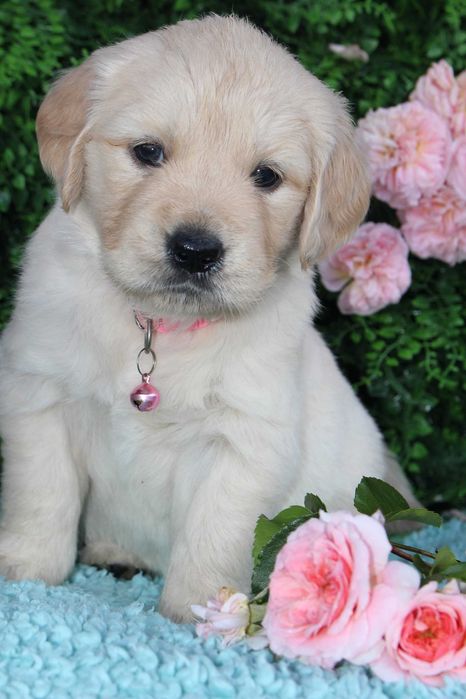 *Suczka Golden retriever FCI*