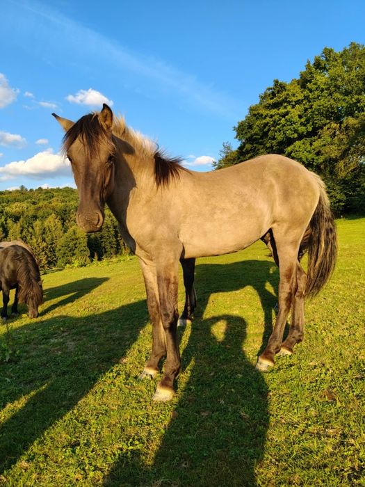 Piękny 16 miesięczny ogierek