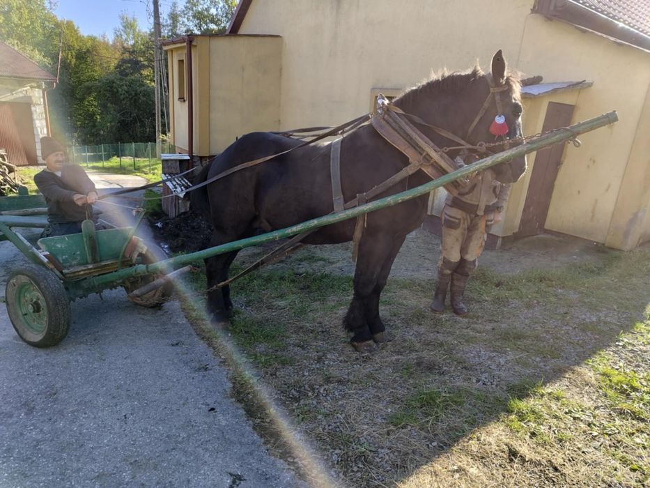 Ogier zimnokrwisty 2 lata