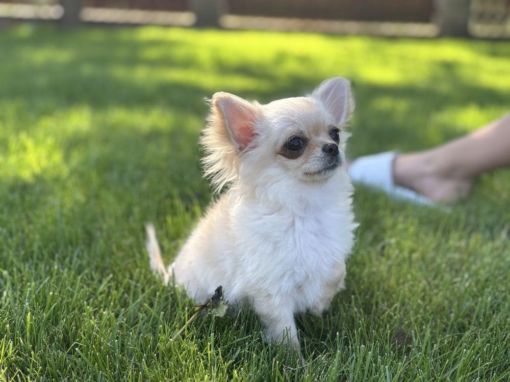 Chihuahua piesek dlugowłosy po ZWYCIEZCACH ŚWIATA