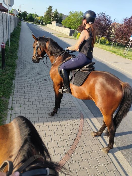 Przepiękny koń wielkopolski wałach 3.5 roku bomboodporny tereny i spor