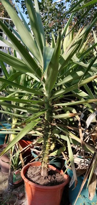 Yuca - planta em vaso