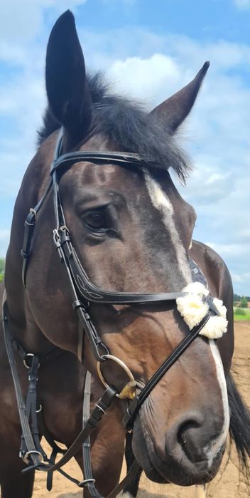 Ogłowie meksykańskie Norton Pro full