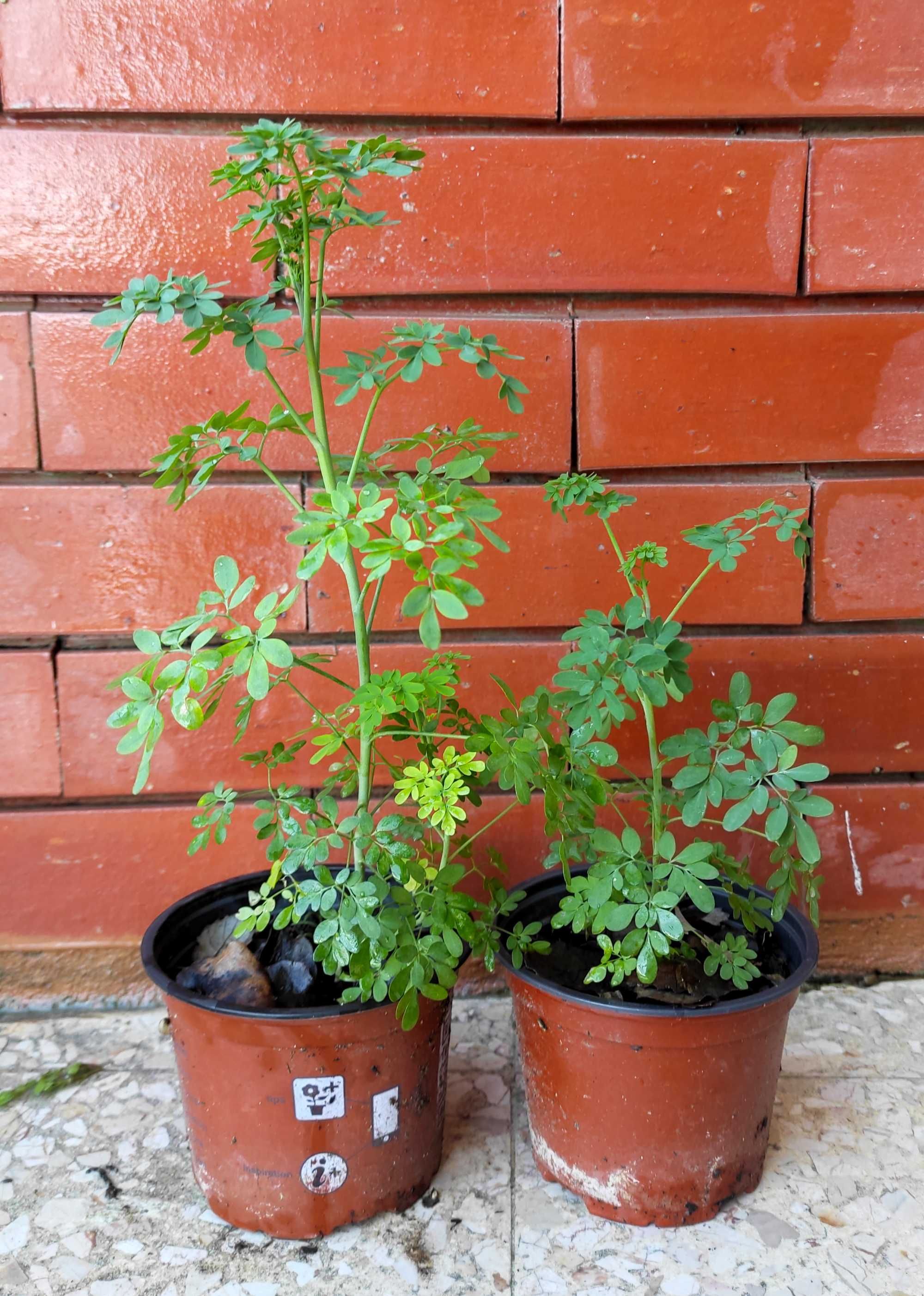 Arruda planta em vaso