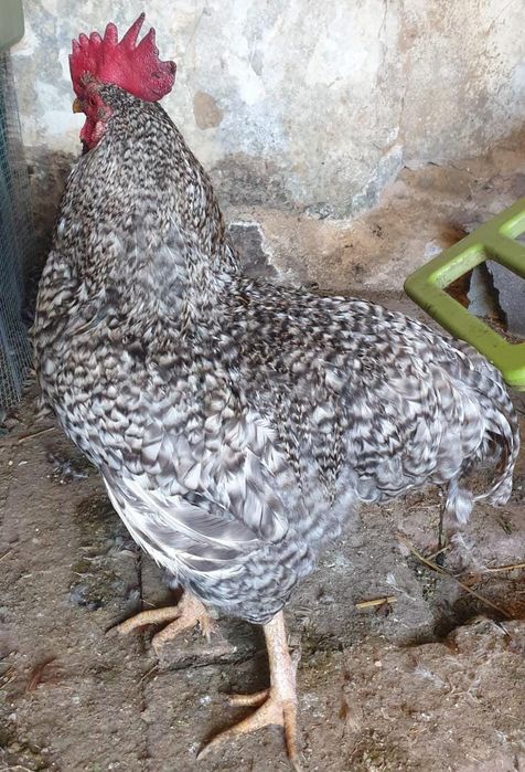 Galos 6 "Chines" Garnize 2 grandes Troco por galinhas frangas ou vendo