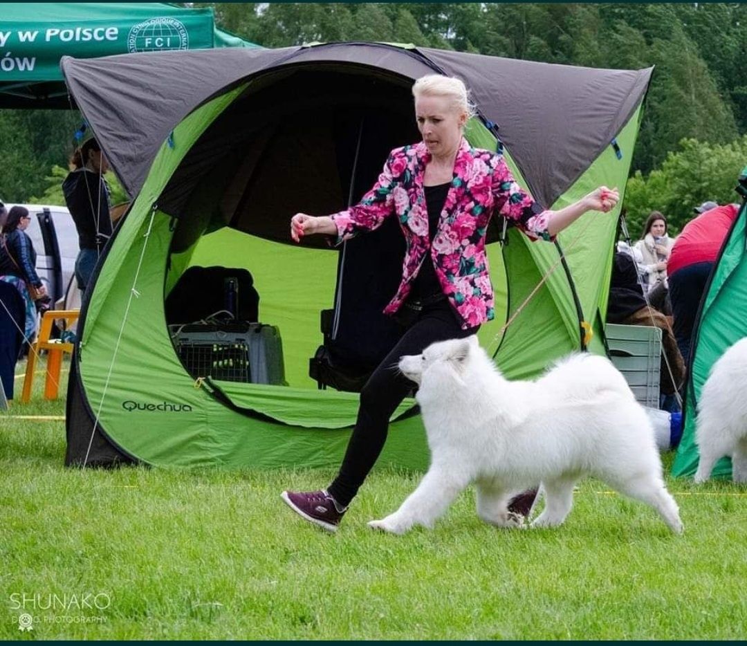 Samoyed szczenięta PAŹDZIERNIK 2024 Arctic Challenge Poland FCI