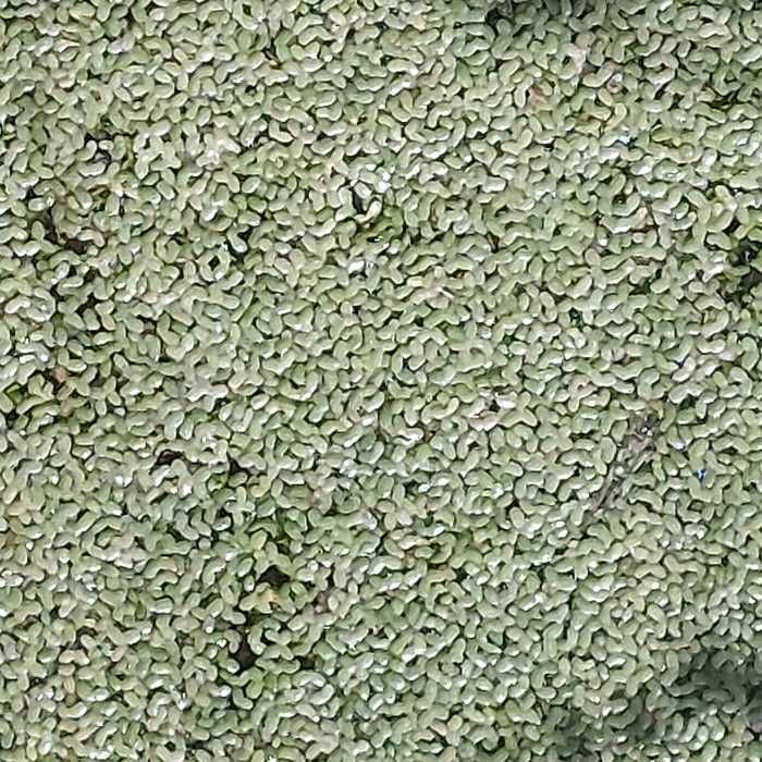 Plantas Aquáticas - Aquários / Lagos e Lagoas