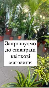 Квіти опт. Гуртівня квітів. Кімнатні та садові рослини