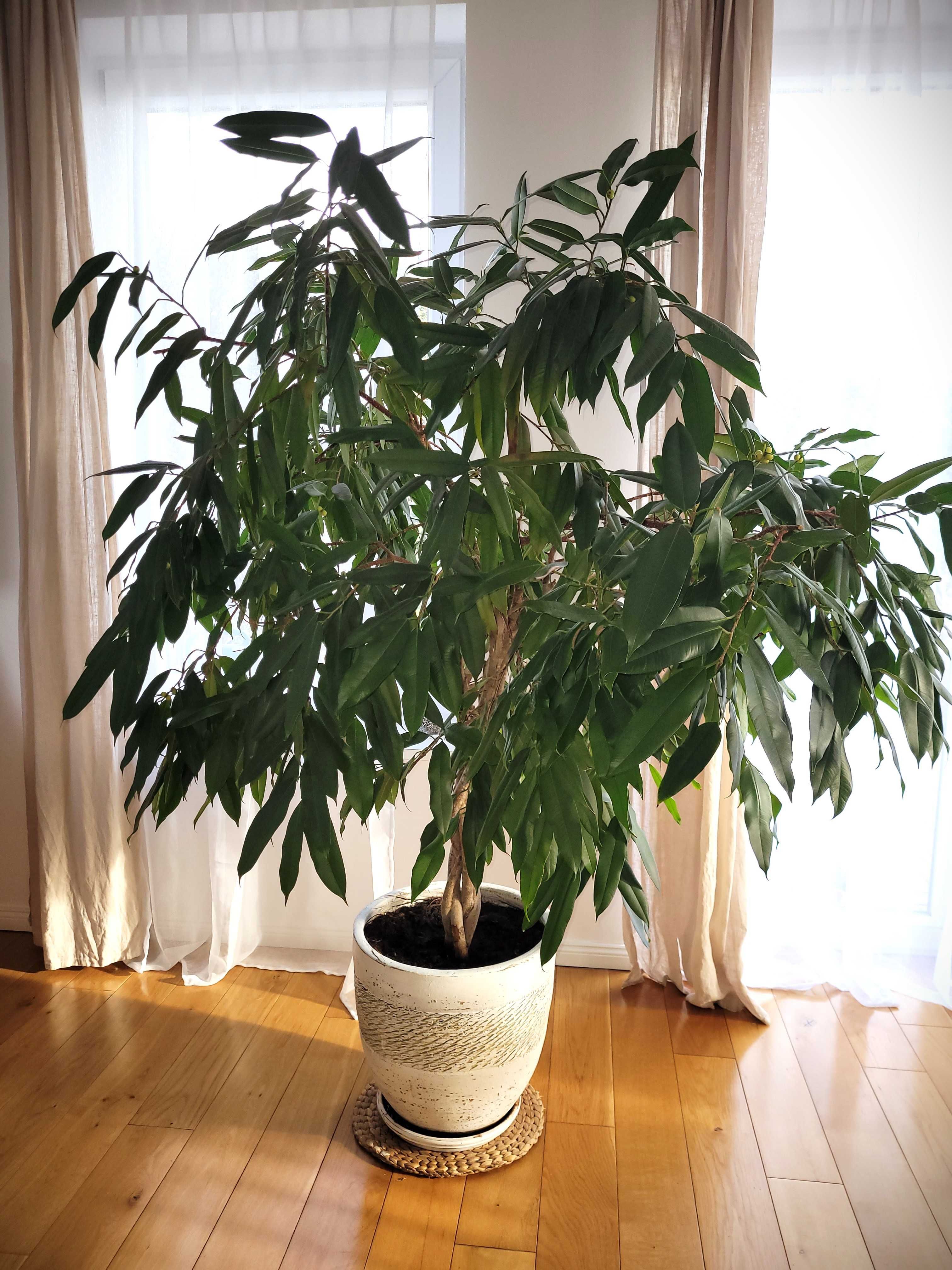 Ficus 160 cm wysokość