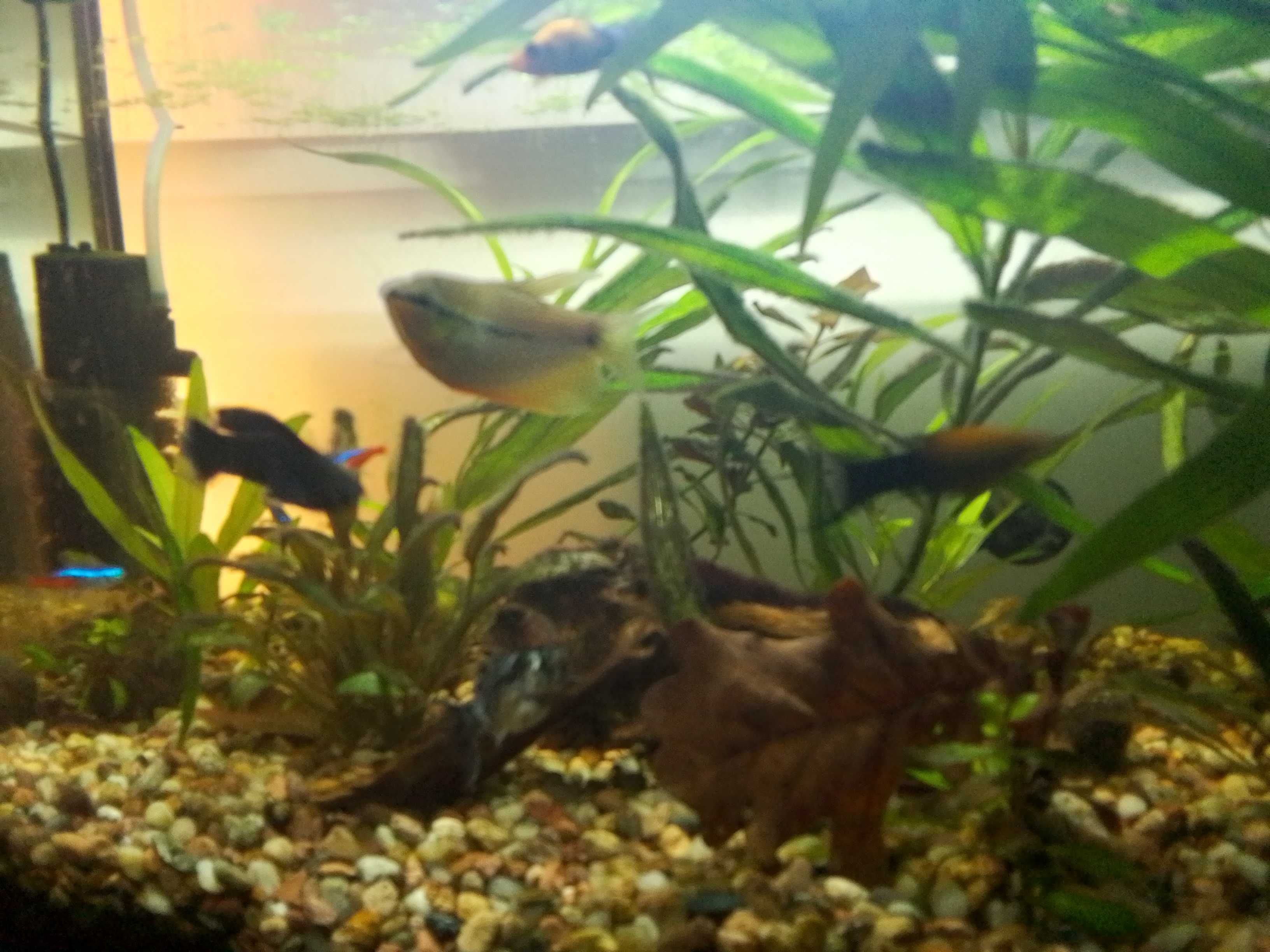 Sprzedam akwarium 54l Aquael
