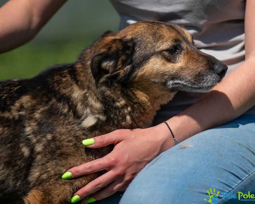 Niewielki, miły psiak HEROS szuka domku!