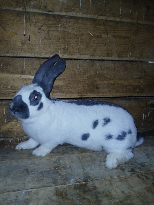 Samica Olbrzym Srokacz Niebieski