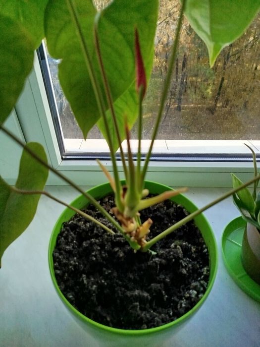 Антуріум, чоловіче щастя)))