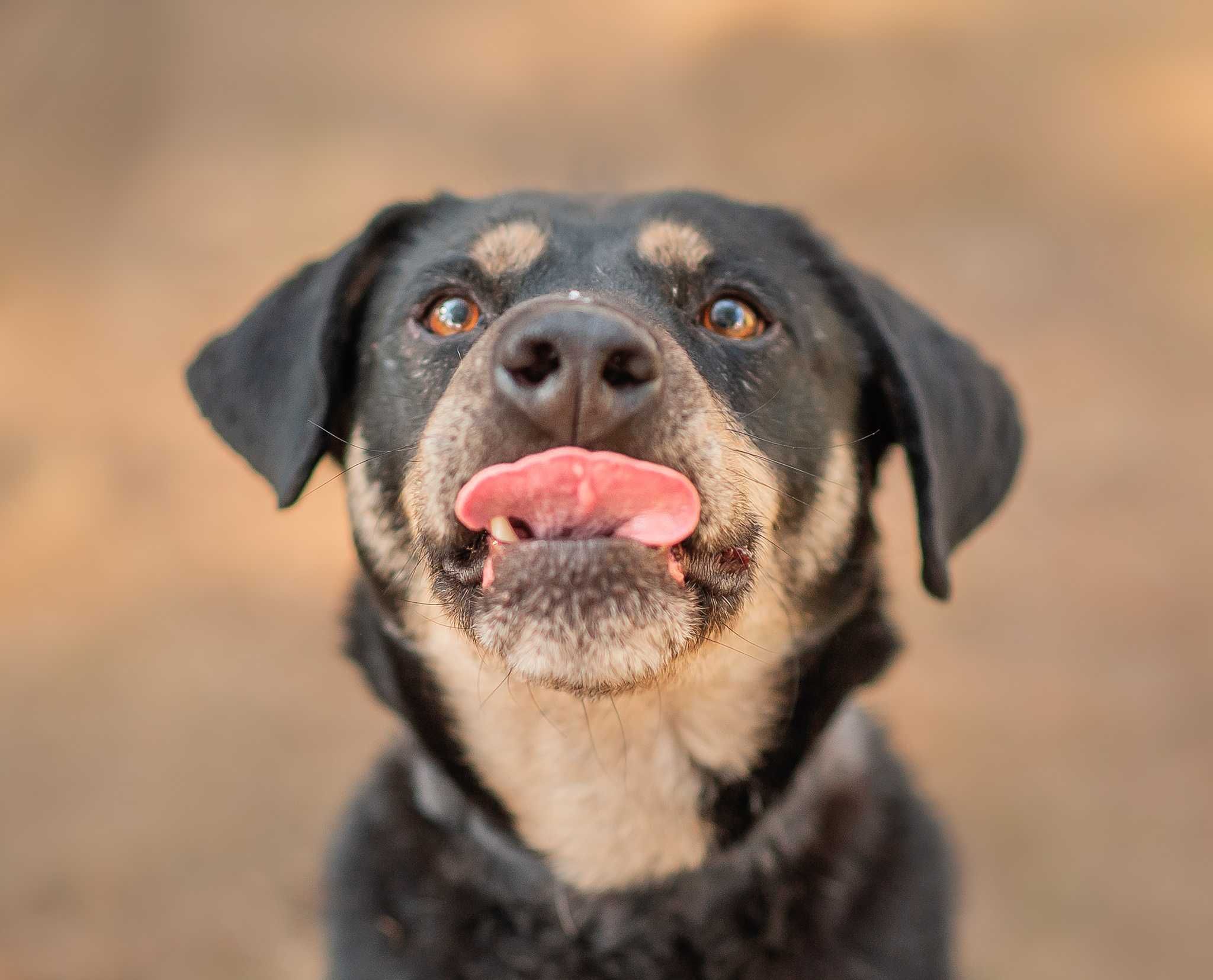 Uratuj mnie od zapomnienia. 3 lata w schronisku !! Pies do adopcji