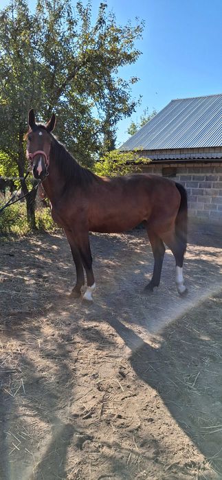 Klacz Śląska Ksiega Główna