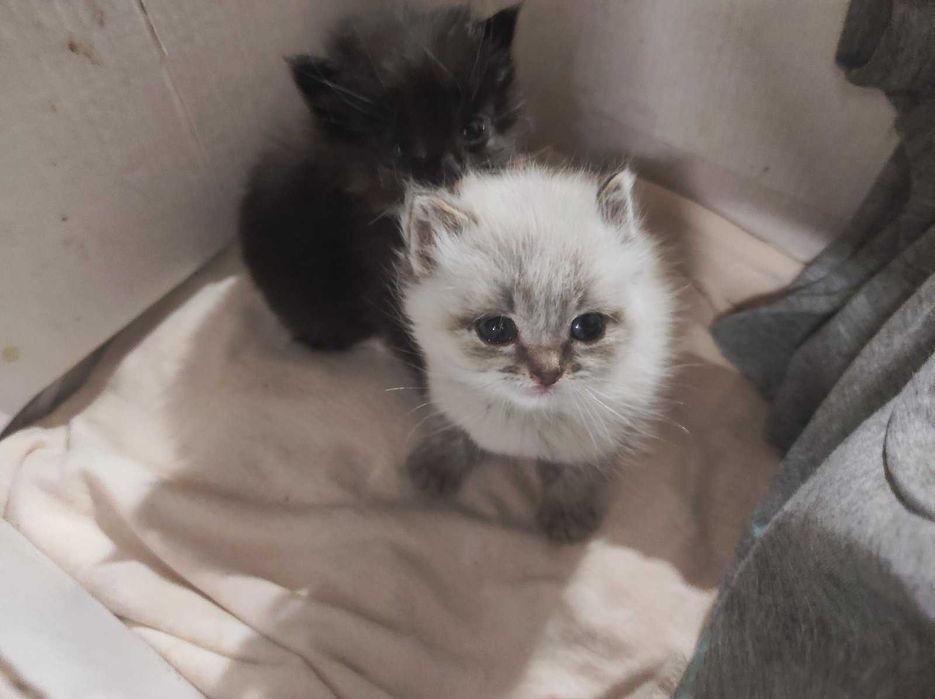 Маленькі пухнасті антистресики