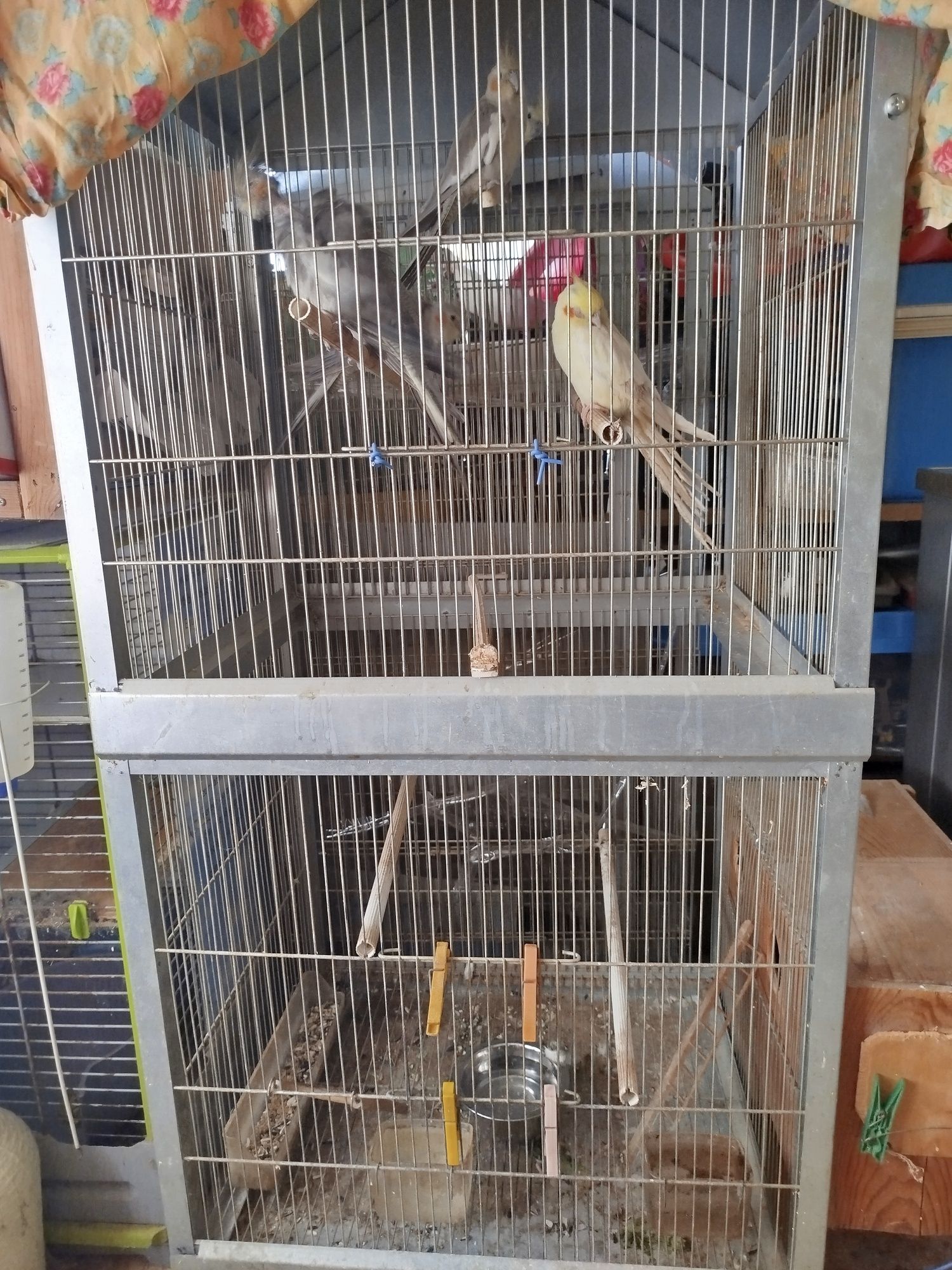 Gaiola parecida a esta