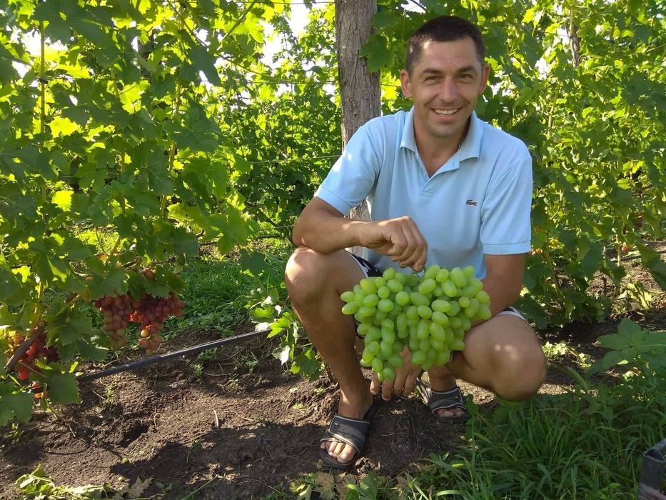 Оптом і в роздріб саженці та черенки винограда.