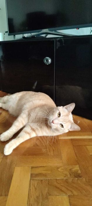 Gato para adoção consciente