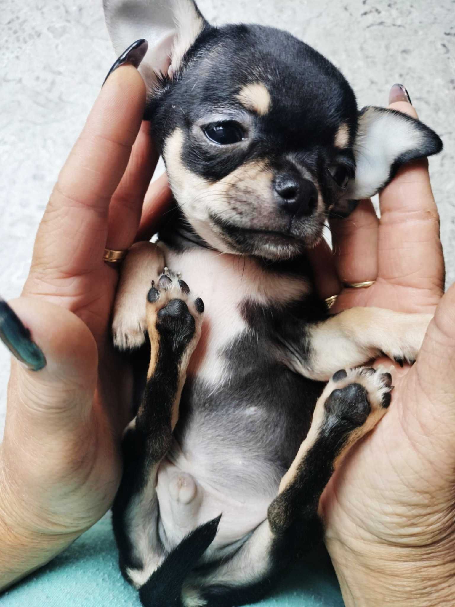 Mini XXS chłopczyk chihuahua  o wielkim sercu !!.