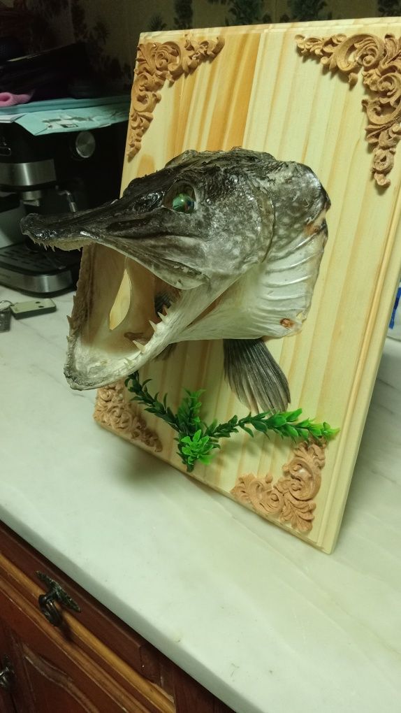 cabeça de lúcio seca