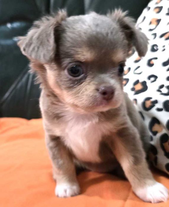 Chihuahua Fêmea, Cor Lilac afogueado. Pêlo comprido. LOP