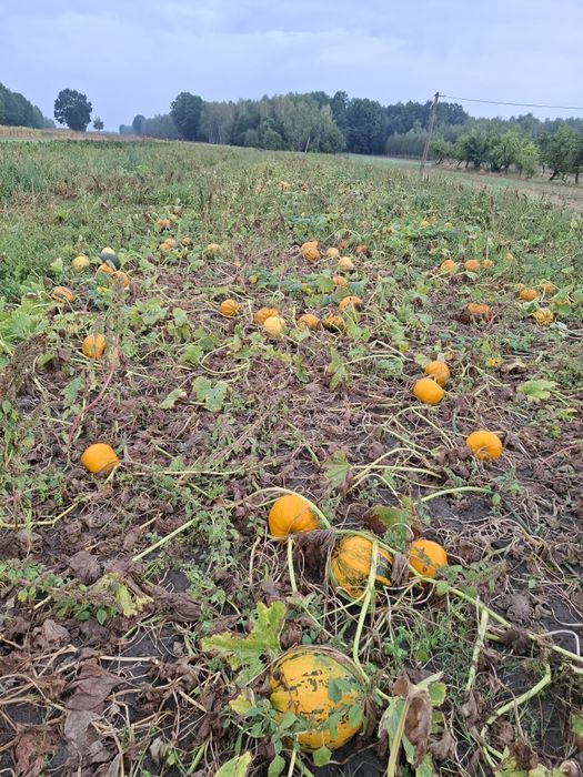 Dynia paszowa 50gr / kg