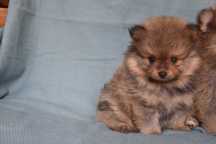 szpic miniaturowy pomeranian chłopczyk