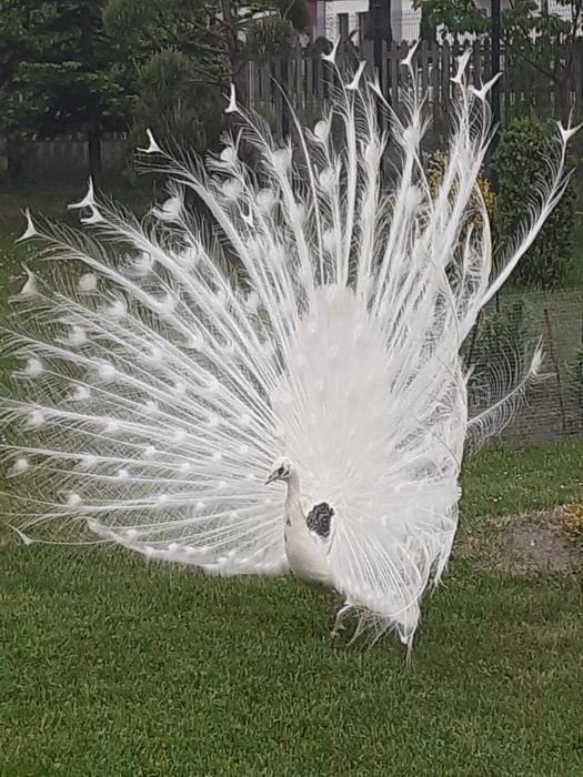 Sprzedam Pawia Silvera - Samiec