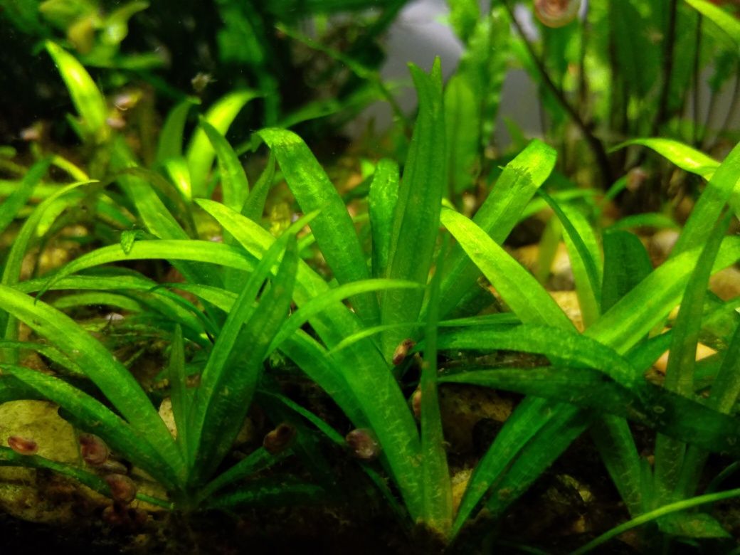 Sagittaria Subulata- trawka, roślinki akwariowe