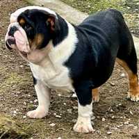 Bulldog ingles macho tricolor